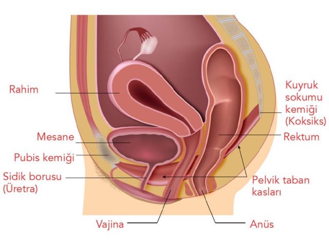 Pelvik Taban Nedir? Pelvik Taban Zayıflığı Belirtileri, Egzersizleri ve Tedavisi
